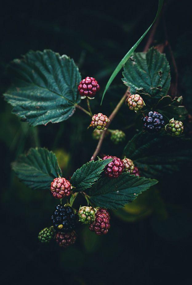 Garden's Whisper: Hand-Picked Berry Ensemble