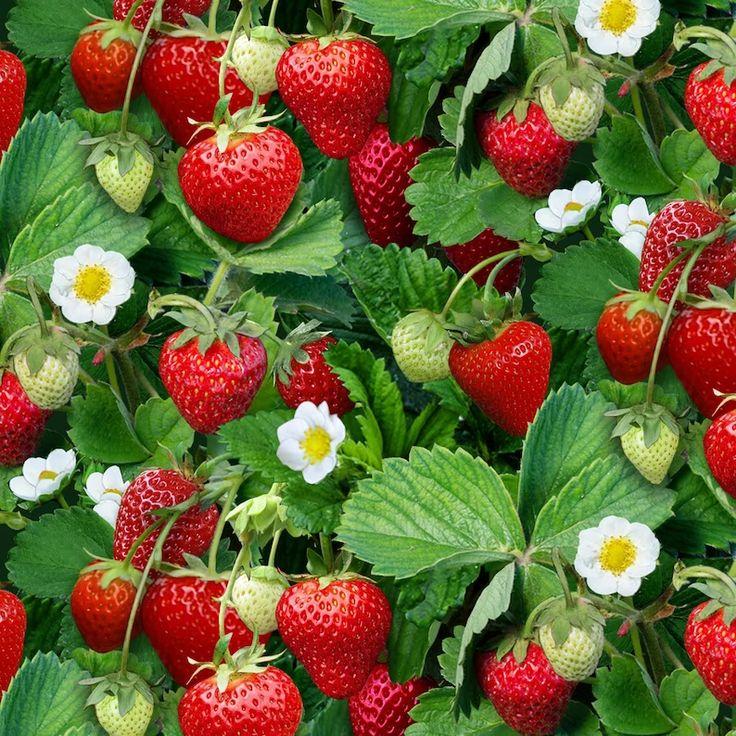 Harvest Symphony: Pure Orchard Berry Mix