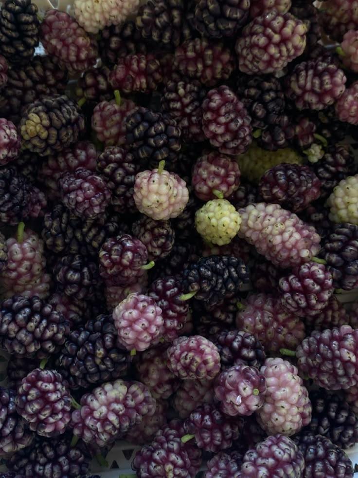 Field to Feast: Vibrant Berries Treasure Box